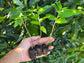 Yellow Jamaican Strawberry Tree Self-Fertile LIVE PLANT