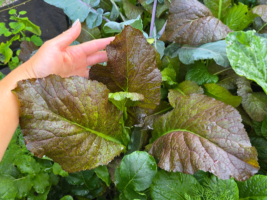 Japanese Giant Red Mustard Green Seeds