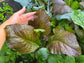 Japanese Giant Red Mustard Green Seeds