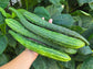 Japanese Long Cucumber Seeds
