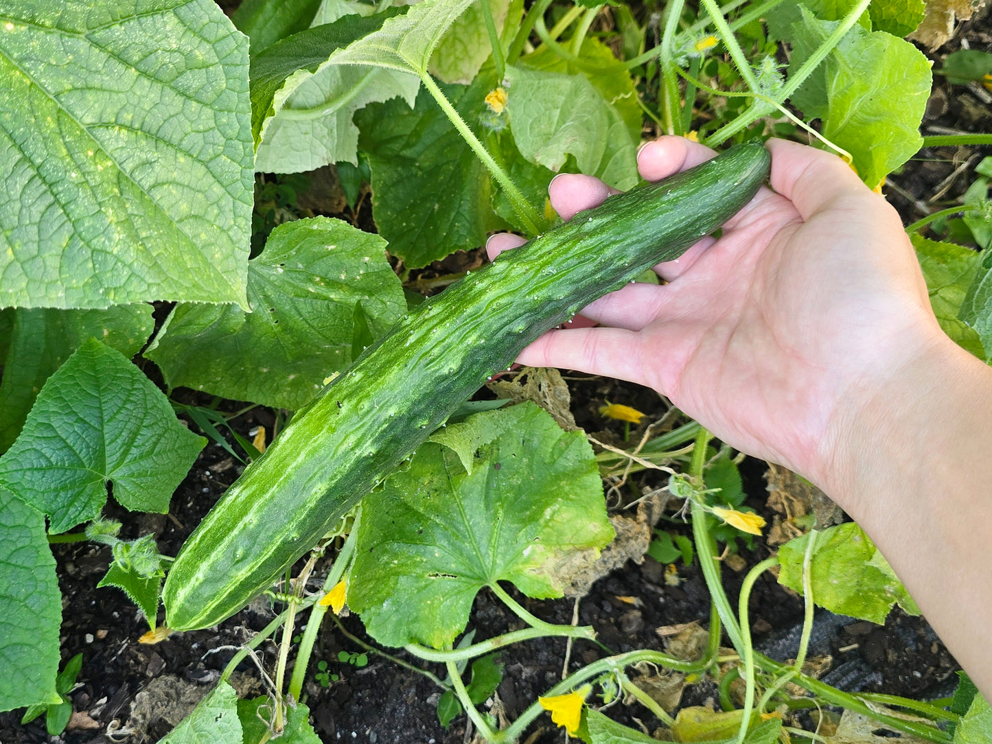 Japanese Long Cucumber Seeds