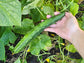 Japanese Long Cucumber Seeds