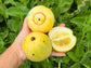Japanese New Melon Seeds