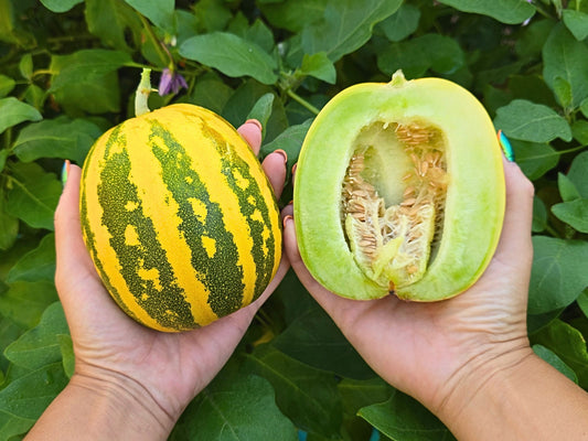 Japanese Tiger Melon Seeds