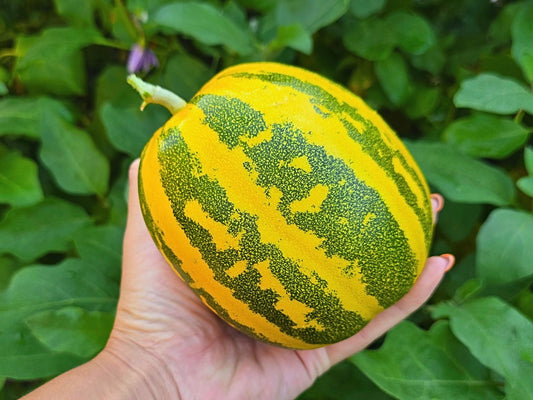 Japanese Tiger Melon Seeds