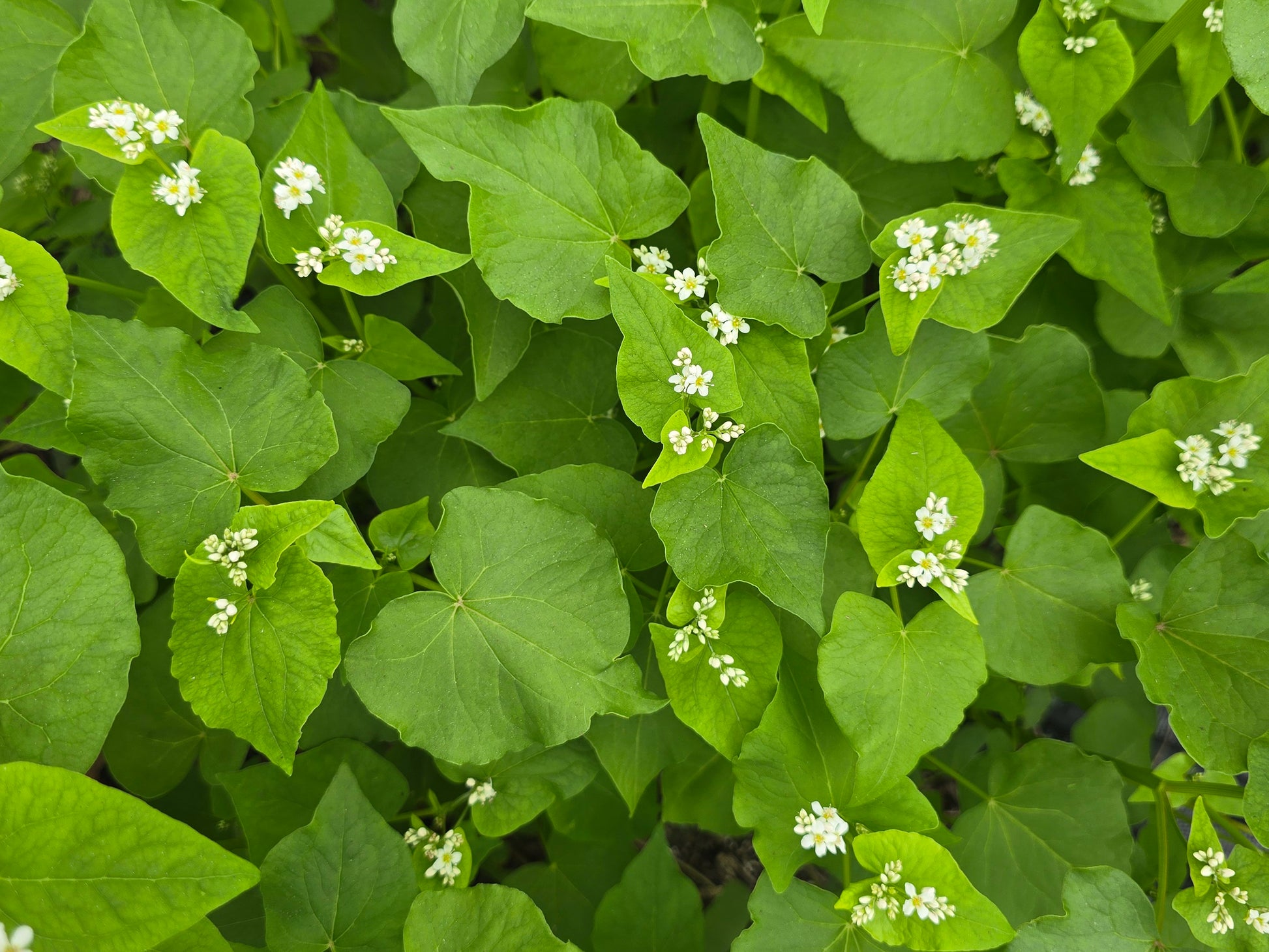 buckwheat flower seeds Japanese Buckwheat Seeds – Cover Crop & Bee Magnet – Jerra's Garden