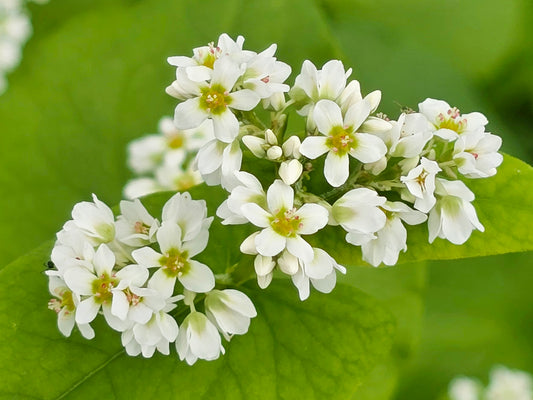 Japanese Buckwheat Cover Crop Flower Seeds For Bees