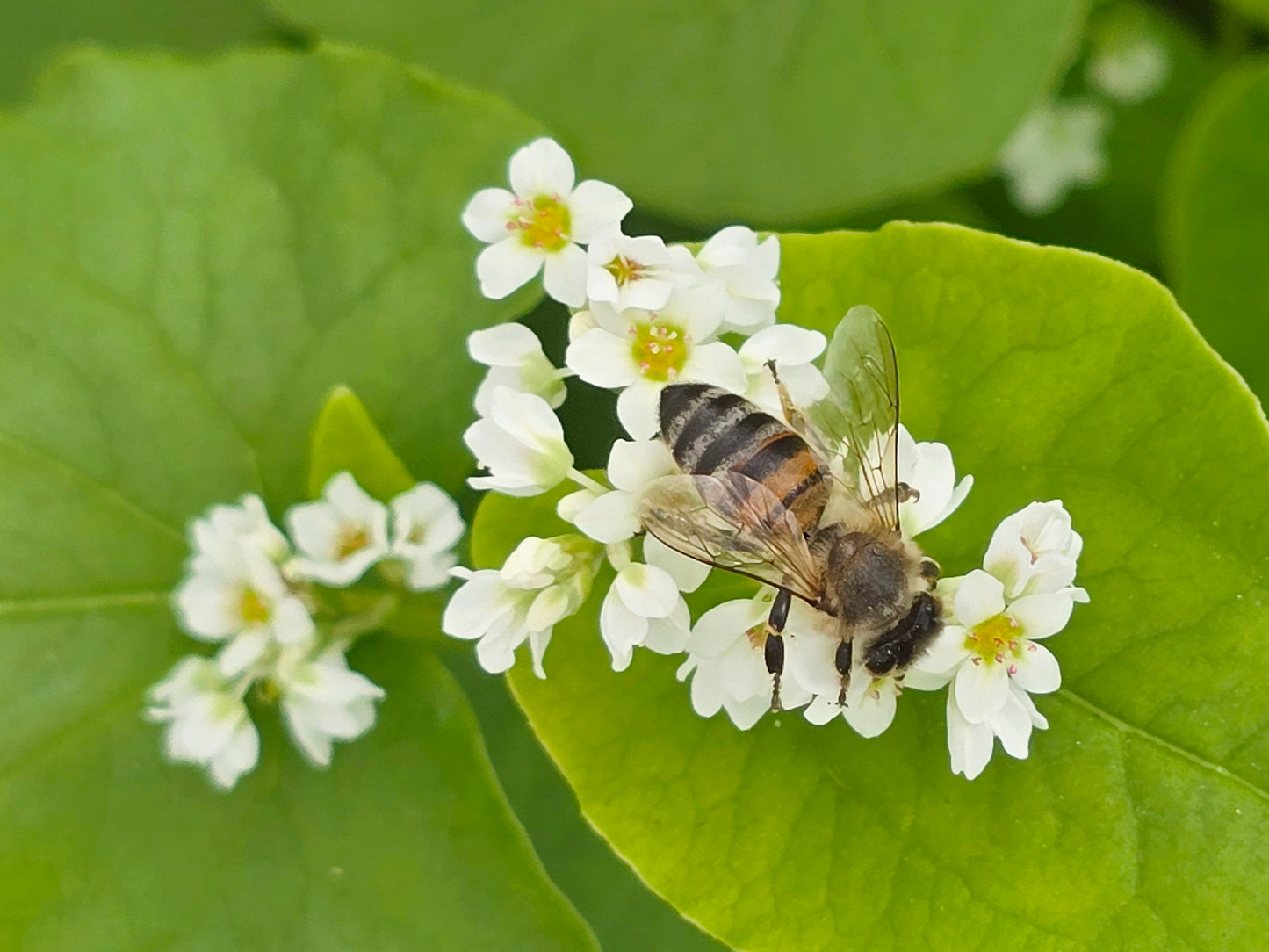 Japanese Buckwheat Cover Crop Flower Seeds For Bees