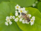Japanese Buckwheat Cover Crop Flower Seeds For Bees