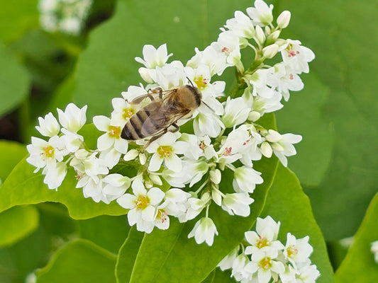 Japanese Buckwheat Cover Crop Flower Seeds For Bees