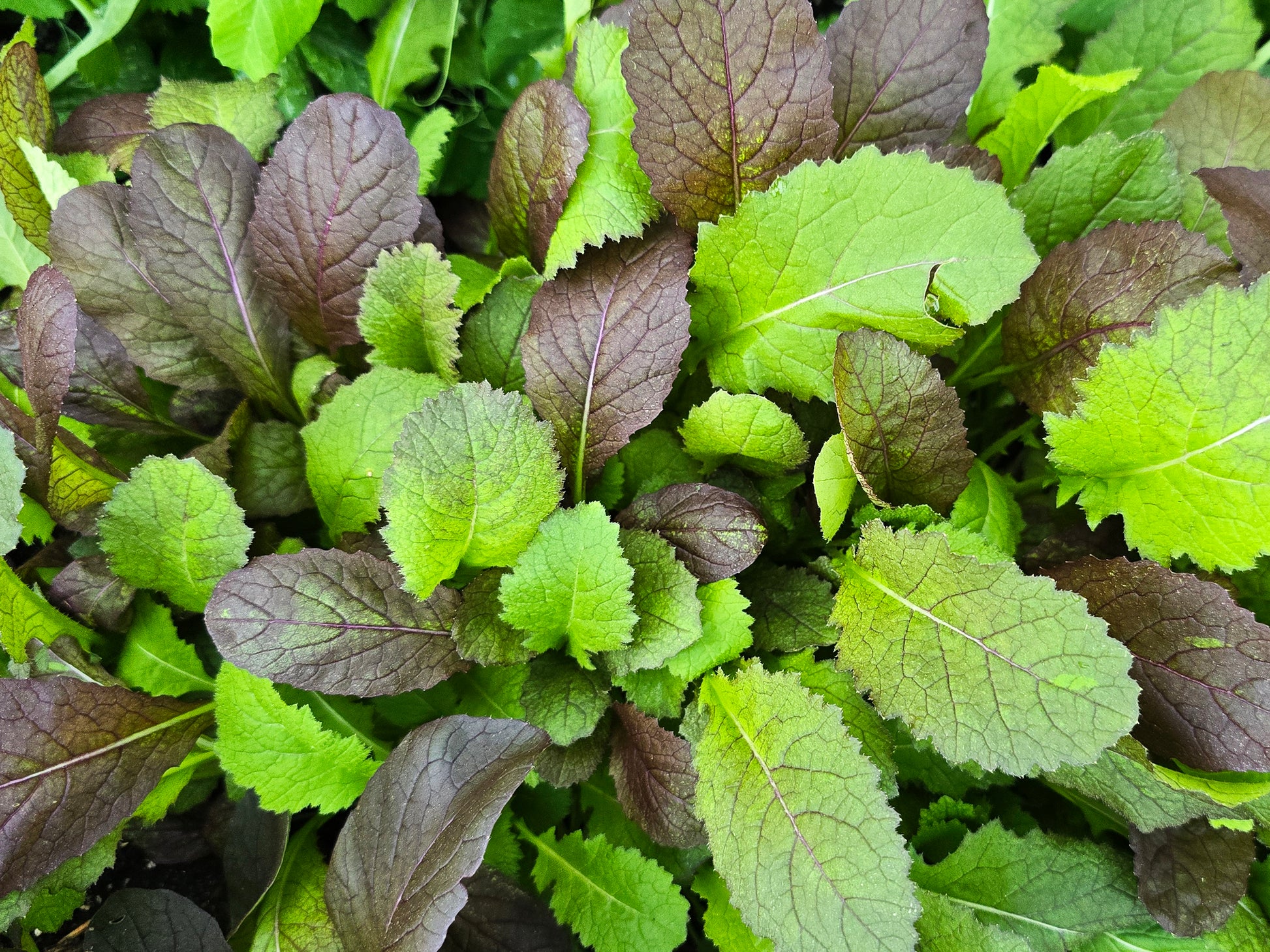 korean garden seeds Jeok Gat Mustard Greens Seeds