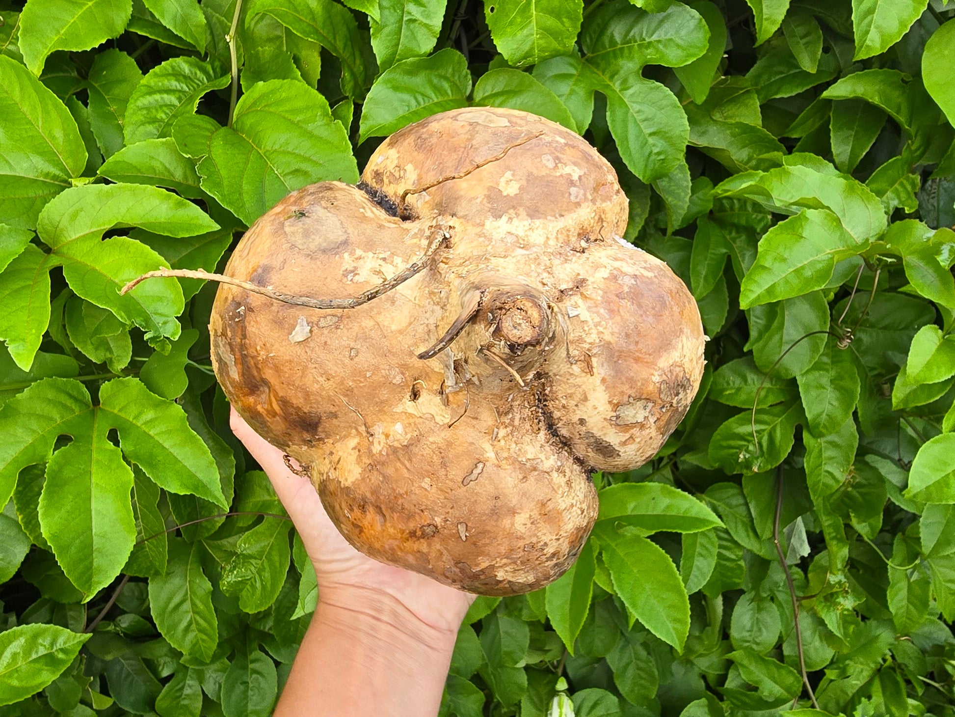 jicama seeds for planting Thai Jicama Root Seeds – Crisp & Sweet Heirloom Variety – Jerra's Garden