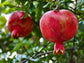 Kara Bala Miursal Pomegranate Starter Plant