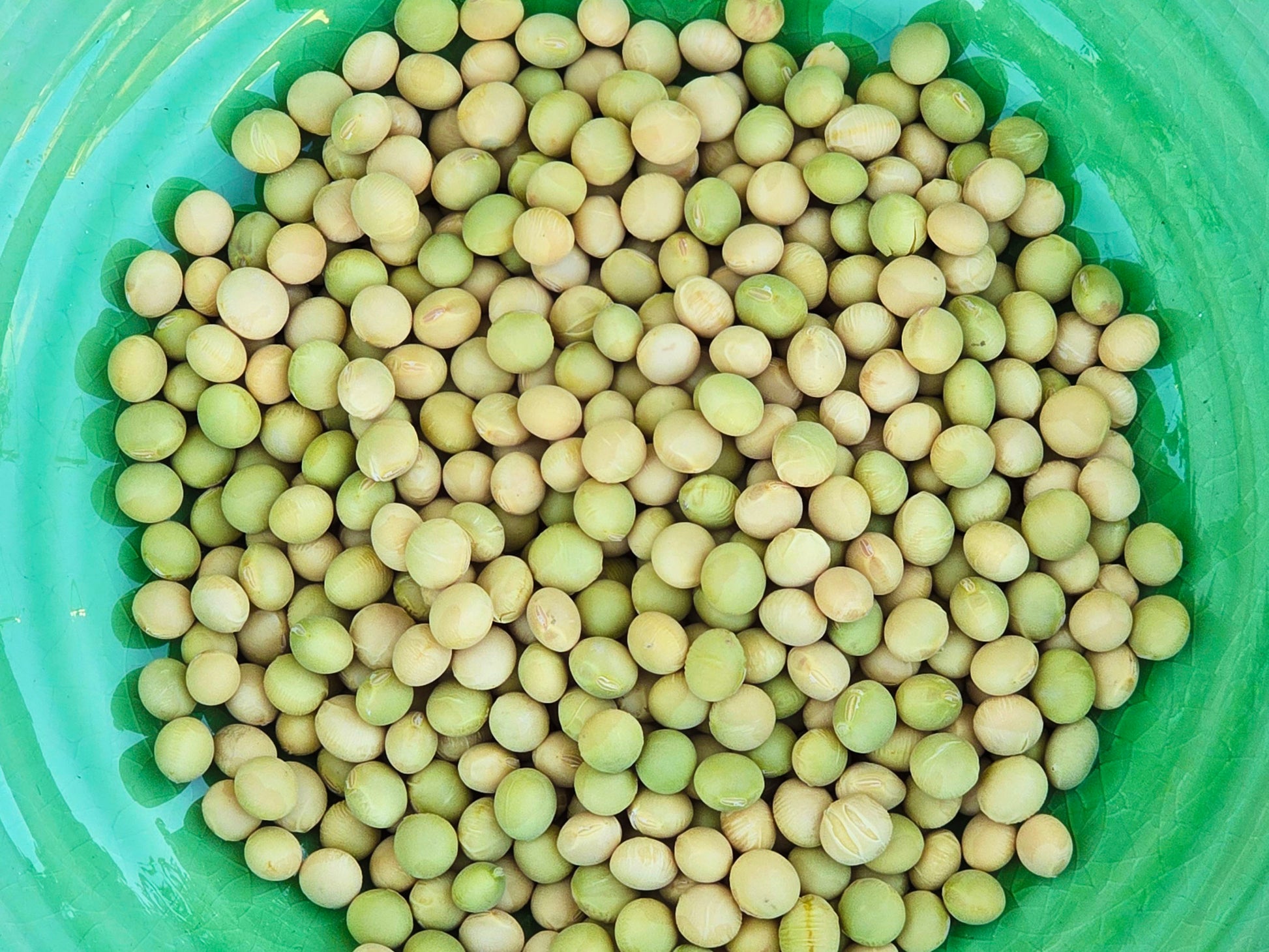 plant soybean seeds Karikachi No. 3 Soybean Seeds