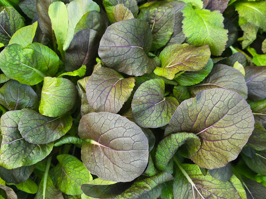 Red Hybrid Komatsuna Mustard Greens Seeds