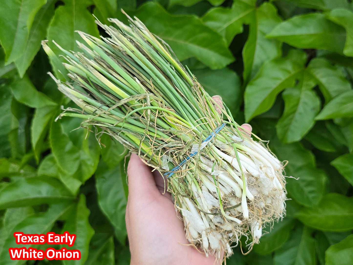 Short Day Sweet Onion LIVE PLANTS Bundles