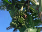 Plant Bundle Discount - 1 each Gran Nain,  Dwarf Cavendish, & Lacatan Banana Starter LIVE Plants