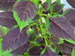 Lagos Spinach Seeds