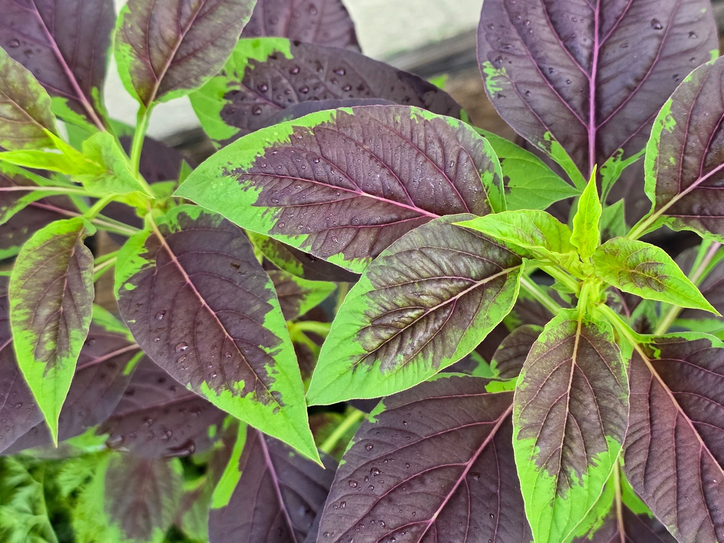 Lagos Spinach Seeds