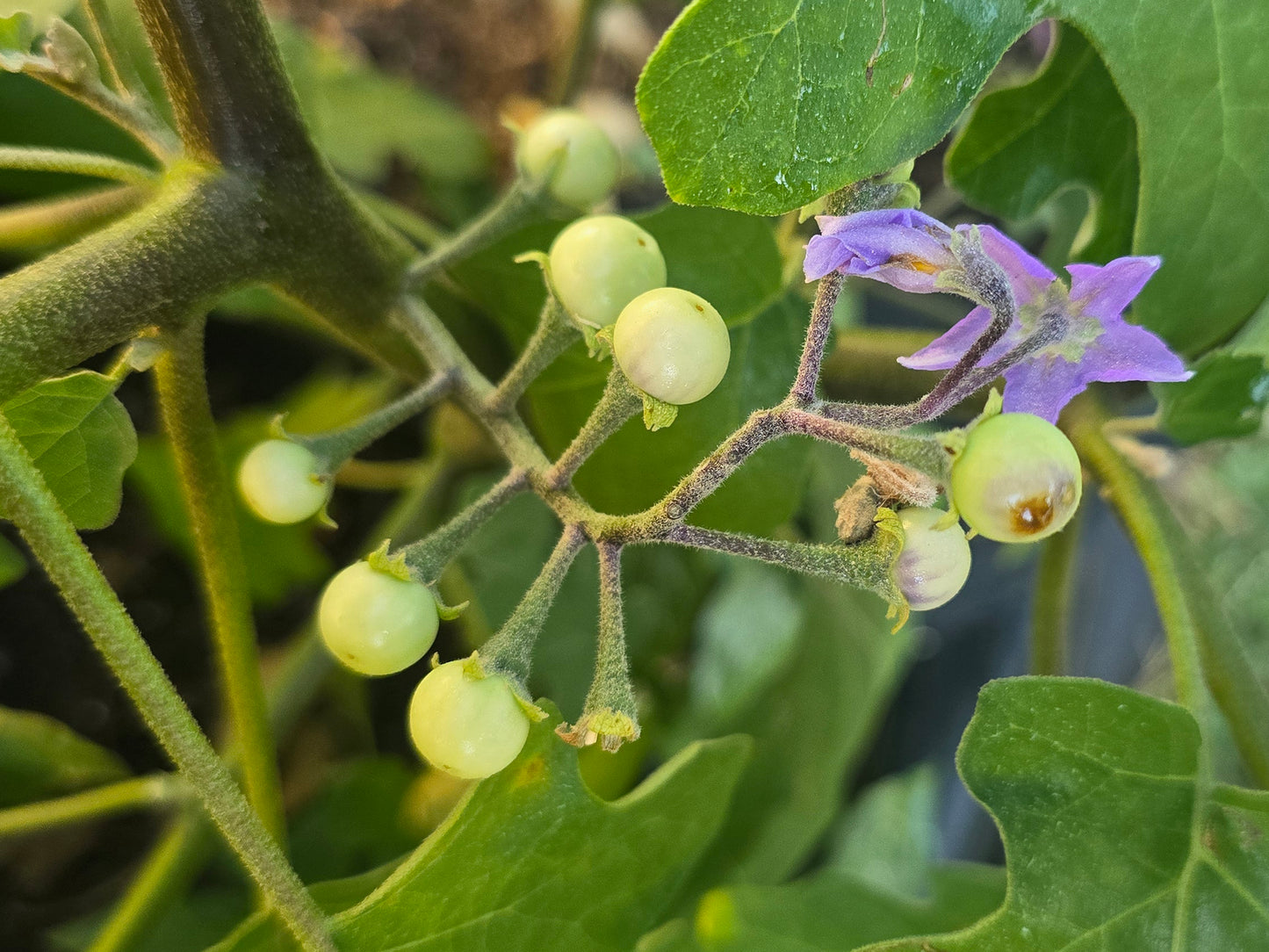 Light Green Thai Pea Eggplant Seeds