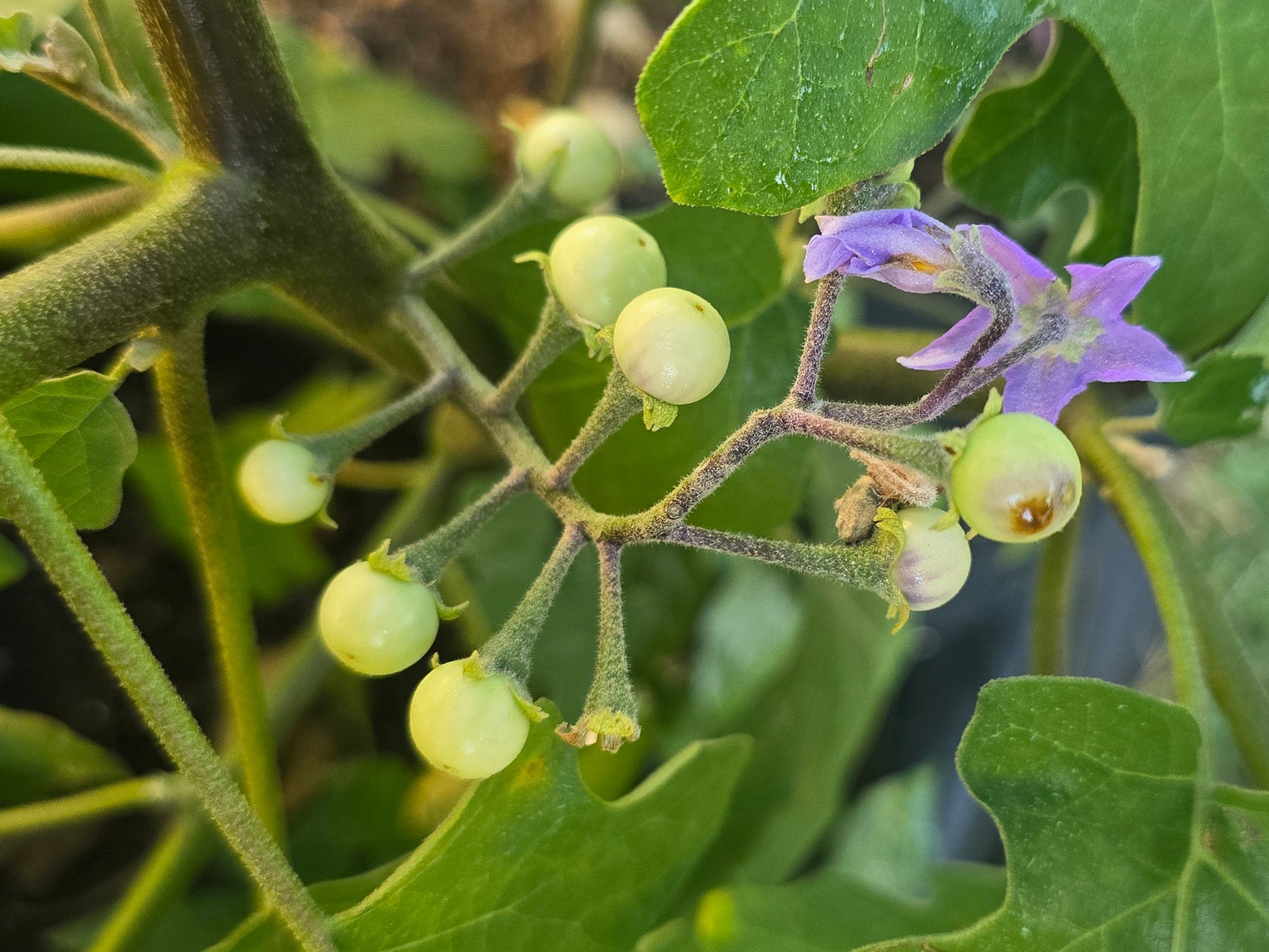 plant eggplant seeds Thai Light Green Pea Eggplant Seeds – Authentic Flavor – Jerra's Garden