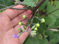 Light Green Thai Pea Eggplant Seeds