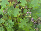 Light Green Thai Pea Eggplant Seeds
