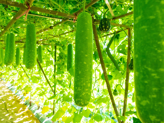 Fuzzy Melon / Fuzzy Gourd / Mao Gua Seeds