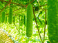 Fuzzy Melon / Fuzzy Gourd / Mao Gua Seeds