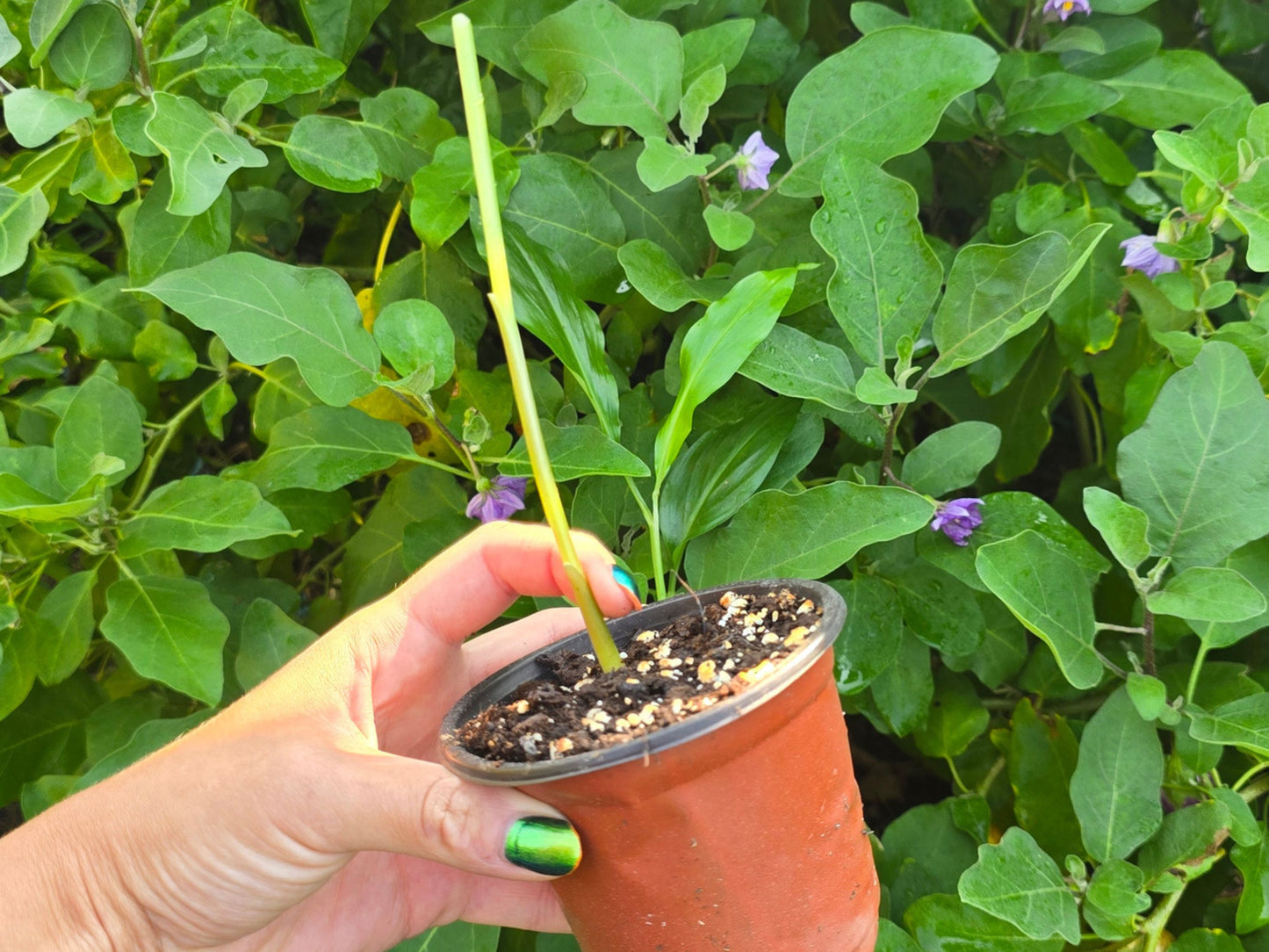 Shampoo Ginger Sprouted LIVE Plant - 4 inch pot