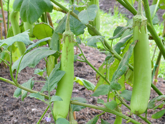 Louisiana Long Green Eggplant Seeds