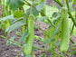 Louisiana Long Green Eggplant Seeds