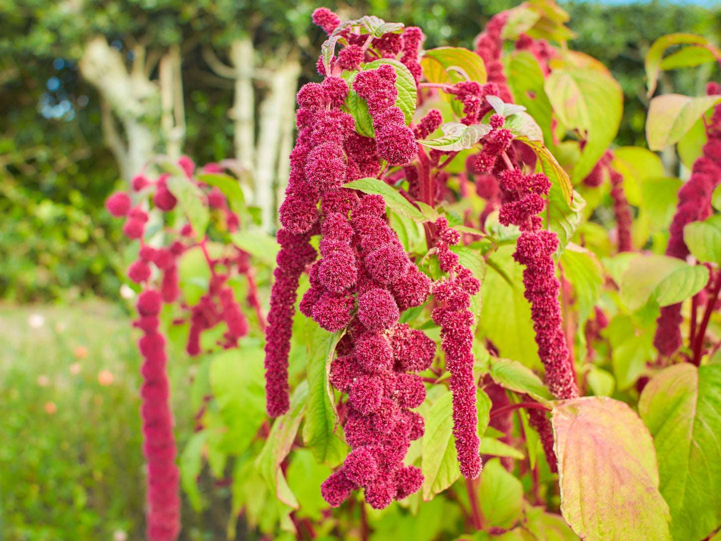 Love Lies Bleeding Amaranth Seeds