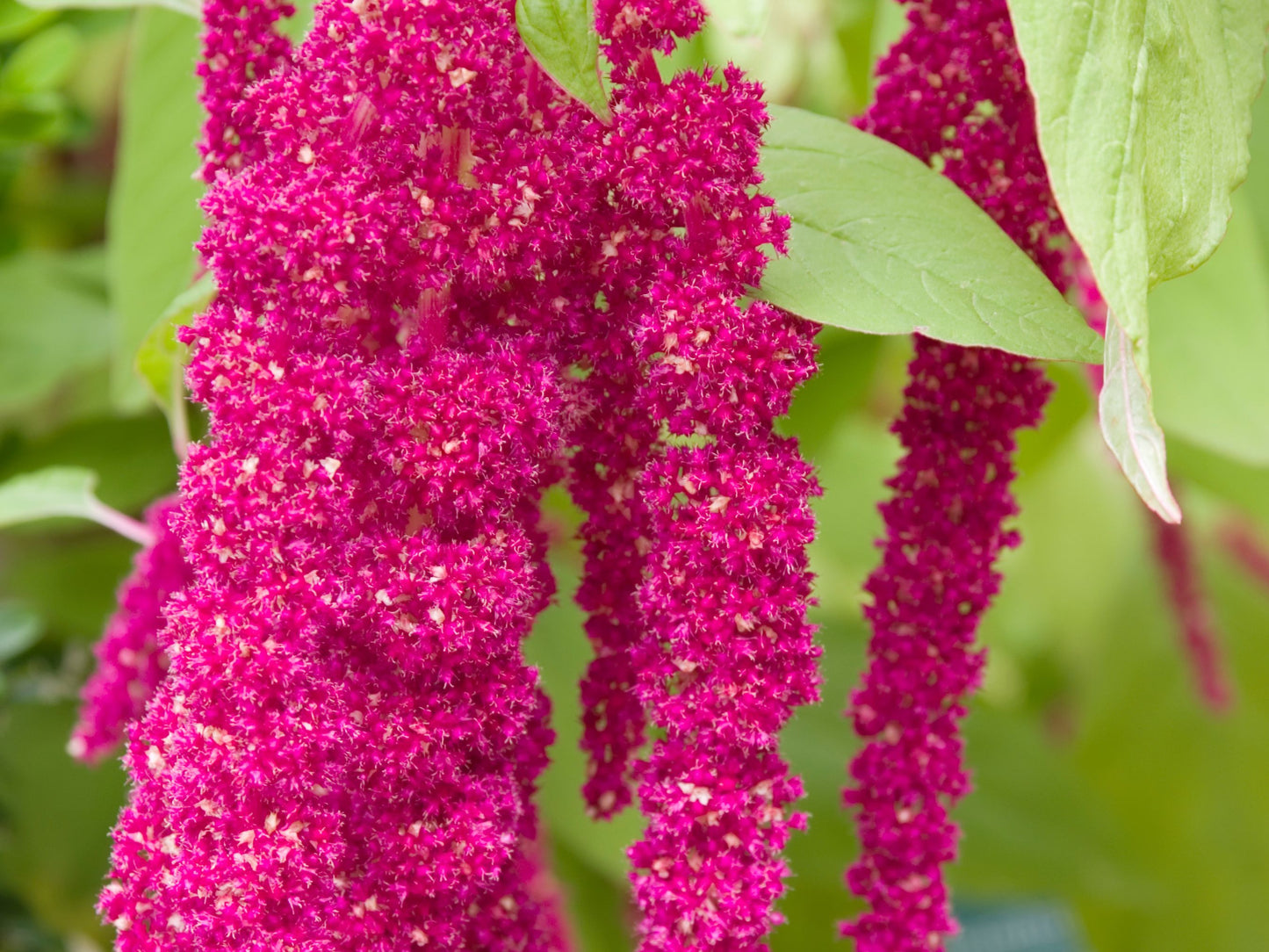 Love Lies Bleeding Amaranth Seeds