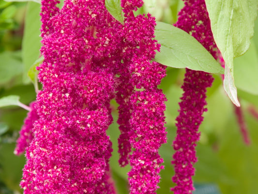 Love Lies Bleeding Amaranth Seeds