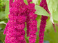 Love Lies Bleeding Amaranth Seeds