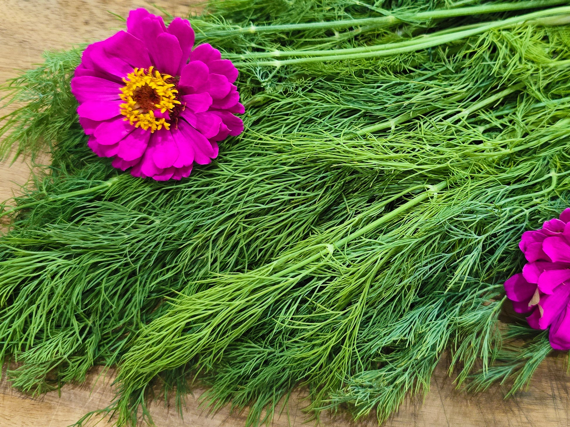 dill plant from seed Mammoth Dill Herb Seeds