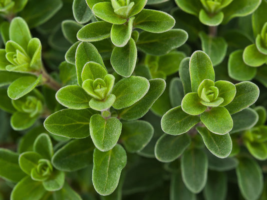 Sweet Marjoram Herb Seeds
