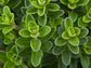 Sweet Marjoram Herb Seeds
