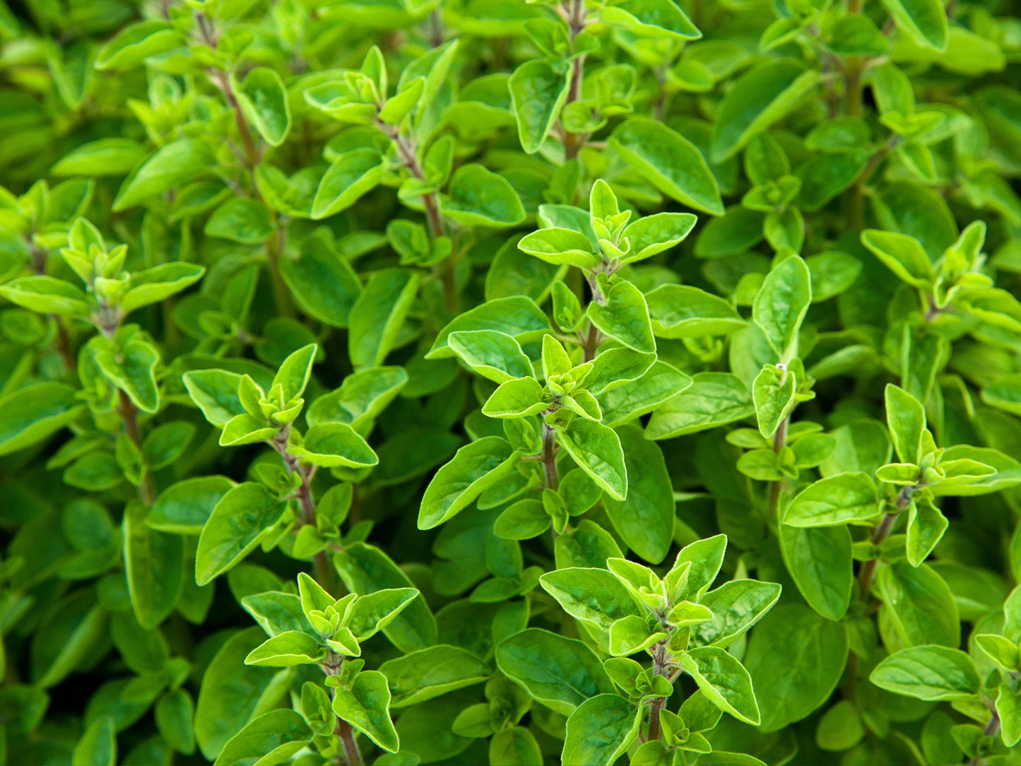 Sweet Marjoram Herb Seeds