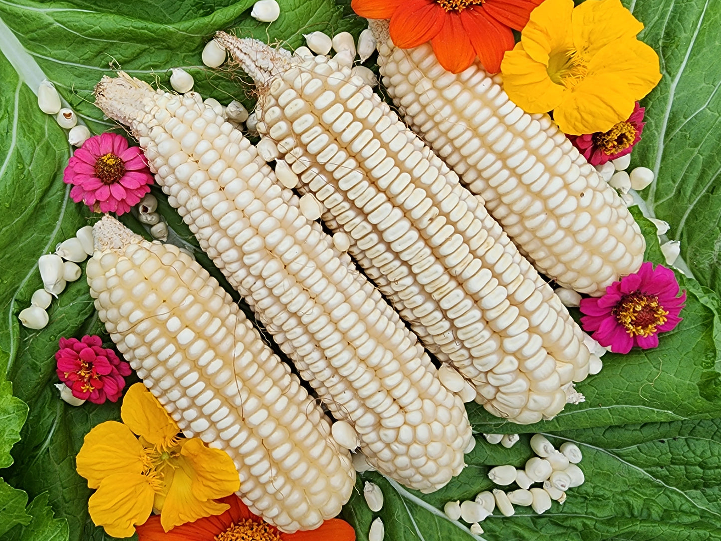 white corn seeds for planting RARE White Mayan Maize Corn Seeds