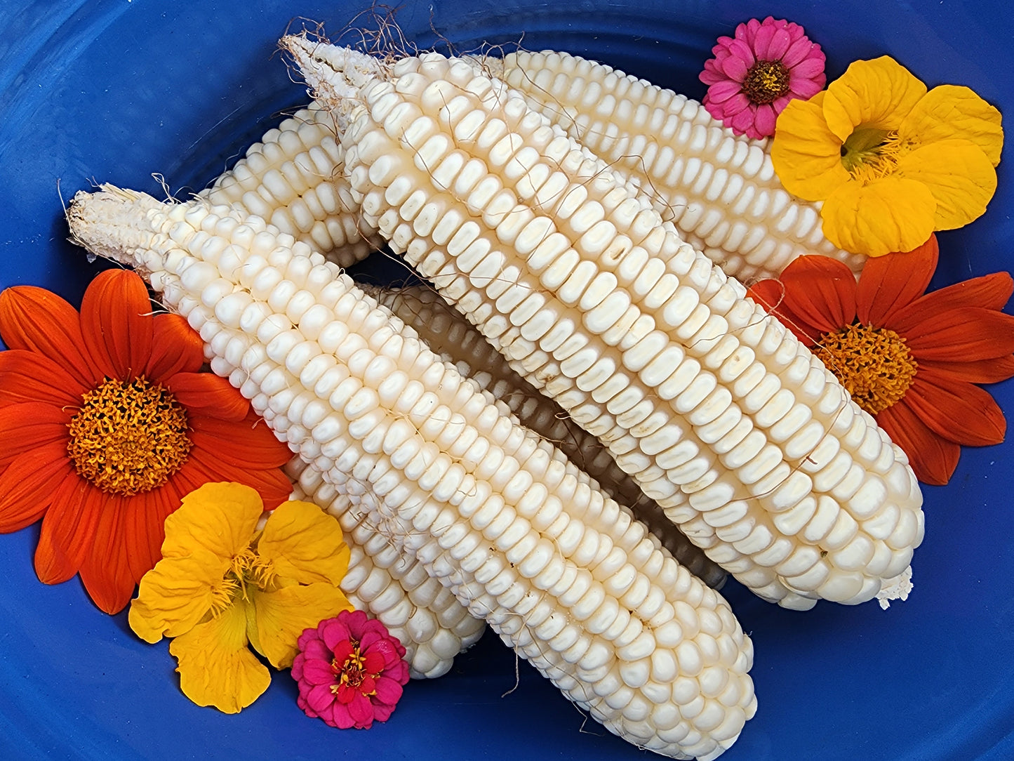 RARE White Mayan Maize Corn Seeds