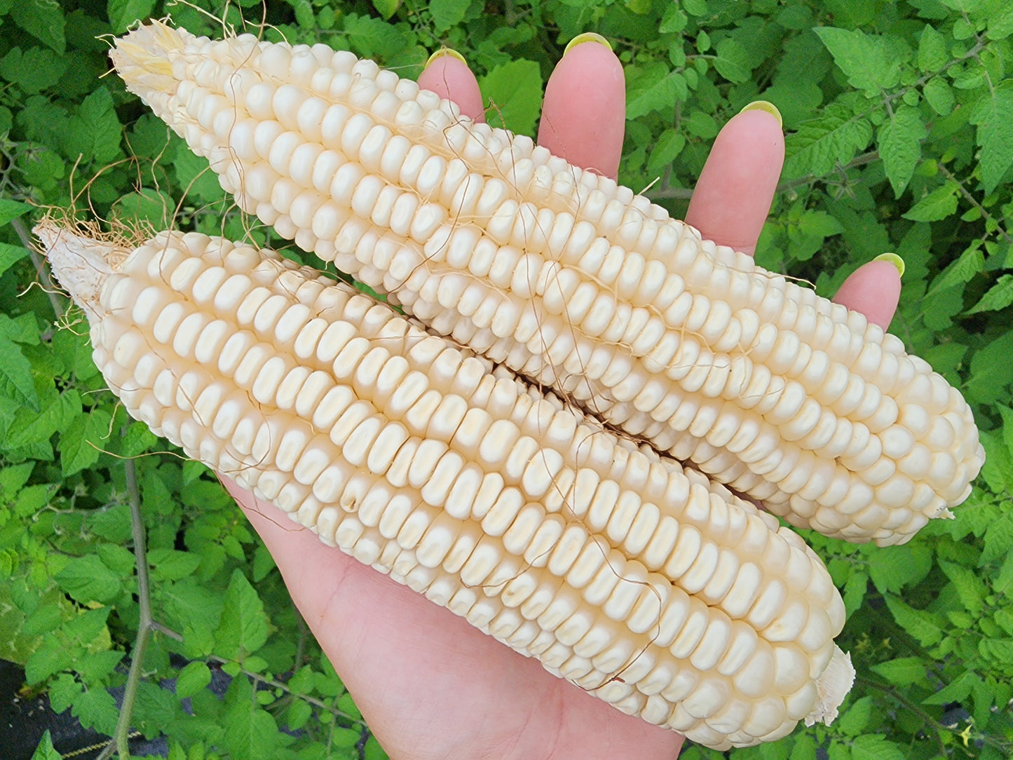 RARE White Mayan Maize Corn Seeds