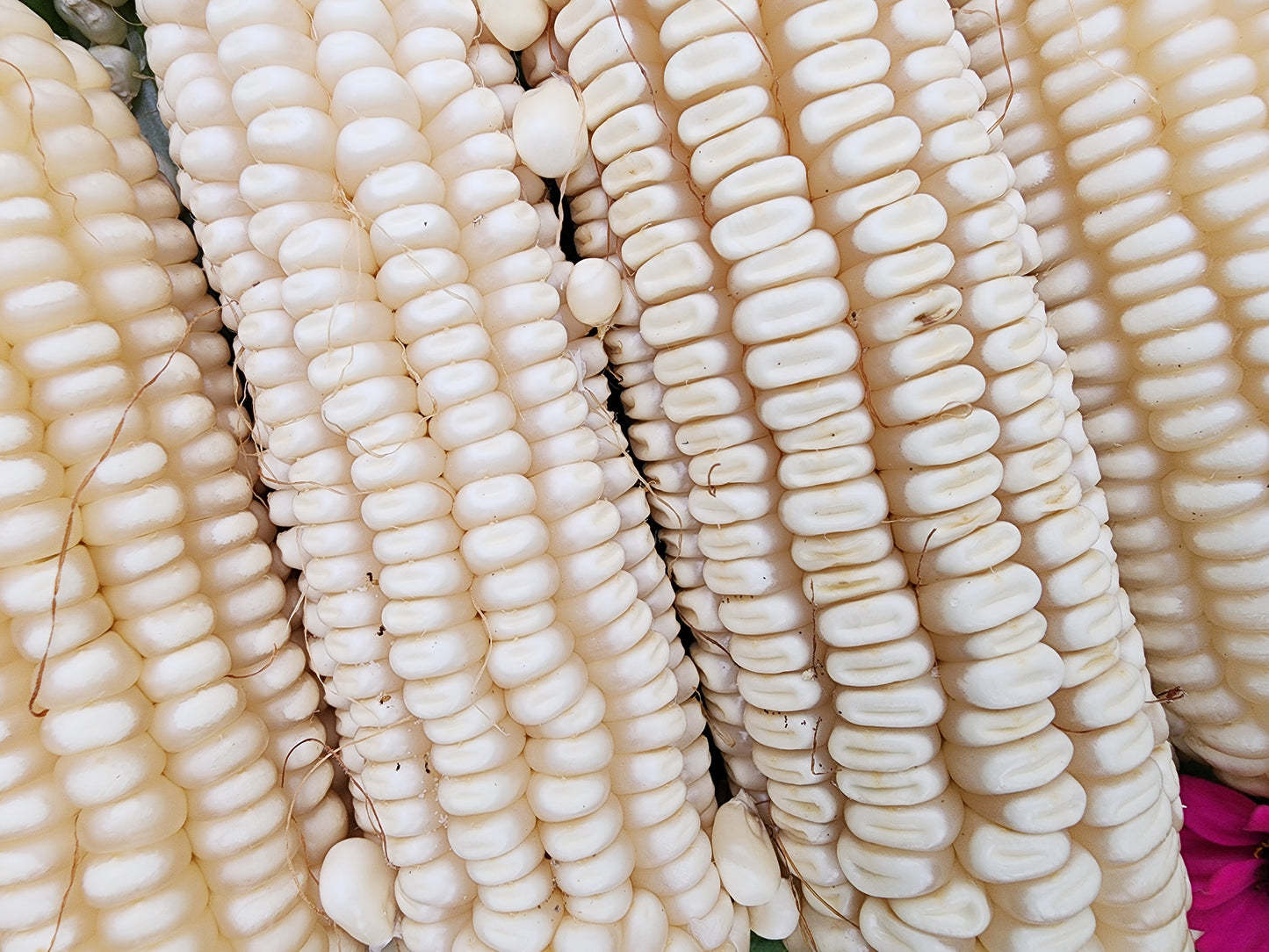 RARE White Mayan Maize Corn Seeds