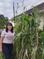 RARE White Mayan Maize Corn Seeds
