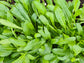 Mibuna Japanese Mustard Greens Seeds