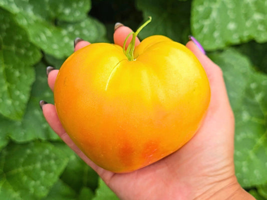 Midnight Sun XL Bicolor Heart Shape Tomato Seeds