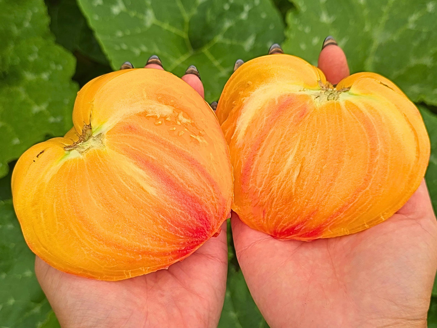 Midnight Sun XL Bicolor Heart Shape Tomato Seeds