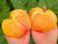 Midnight Sun XL Bicolor Heart Shape Tomato Seeds