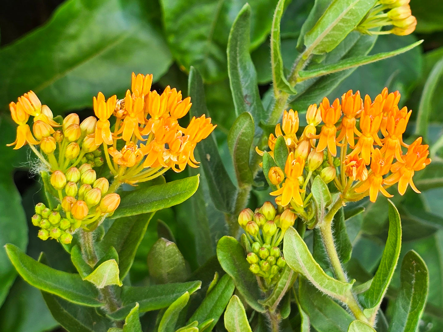 Butterfly Weed (Asclepias tuberosa) Flower Seeds